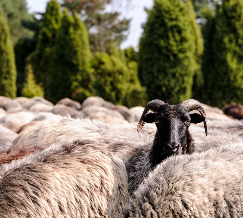 Heidschnucken Oberoher Heide3©Lüneburger Heide