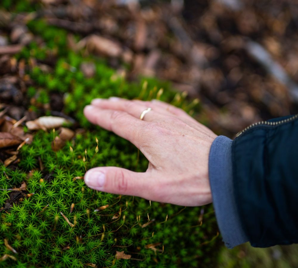 Hiking, Woods of the Duchy of Lauenburg_ close_DSC02643