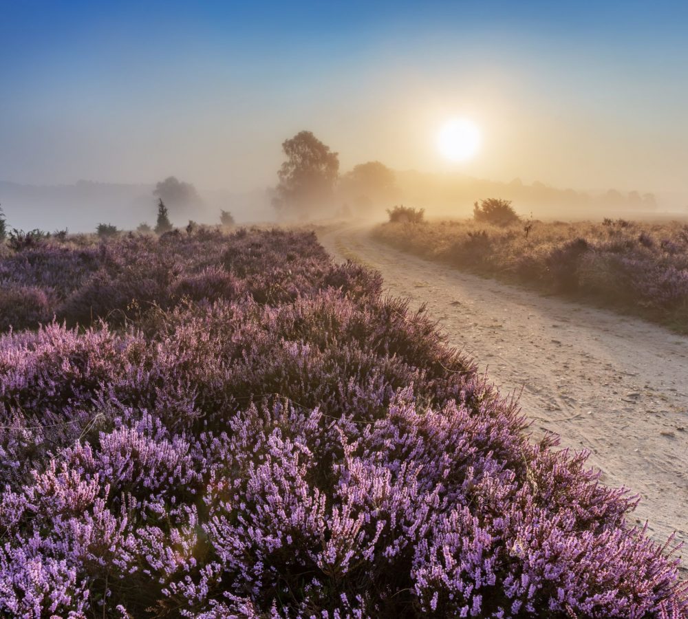 M.Tiemann_LHG_DSC_0427_final_exkl ®L³neburger Heide GmbH