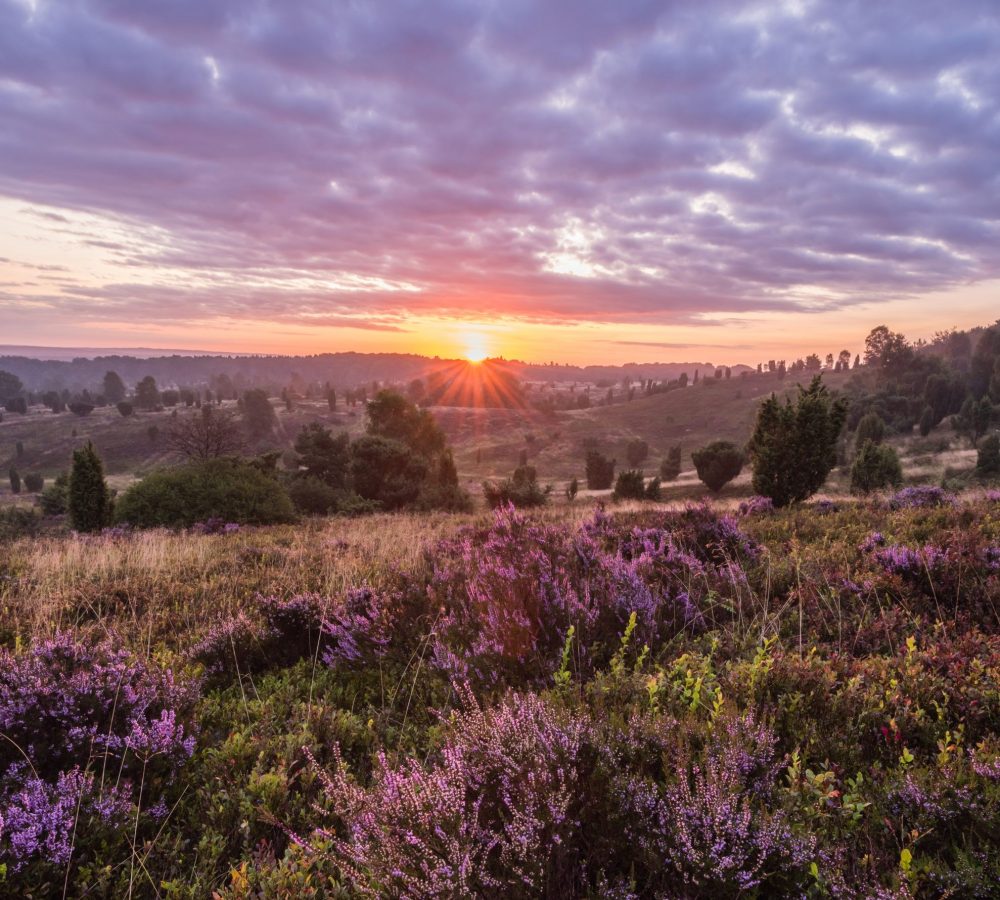 Wilseder Berg_MT_DSC5725 ®L³neburger Heide GmbH