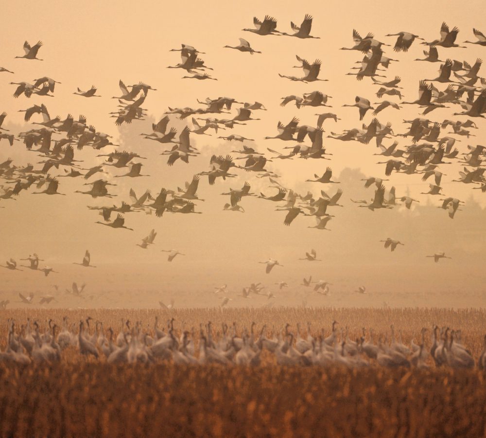 cranes_tmv-growe-lodzig