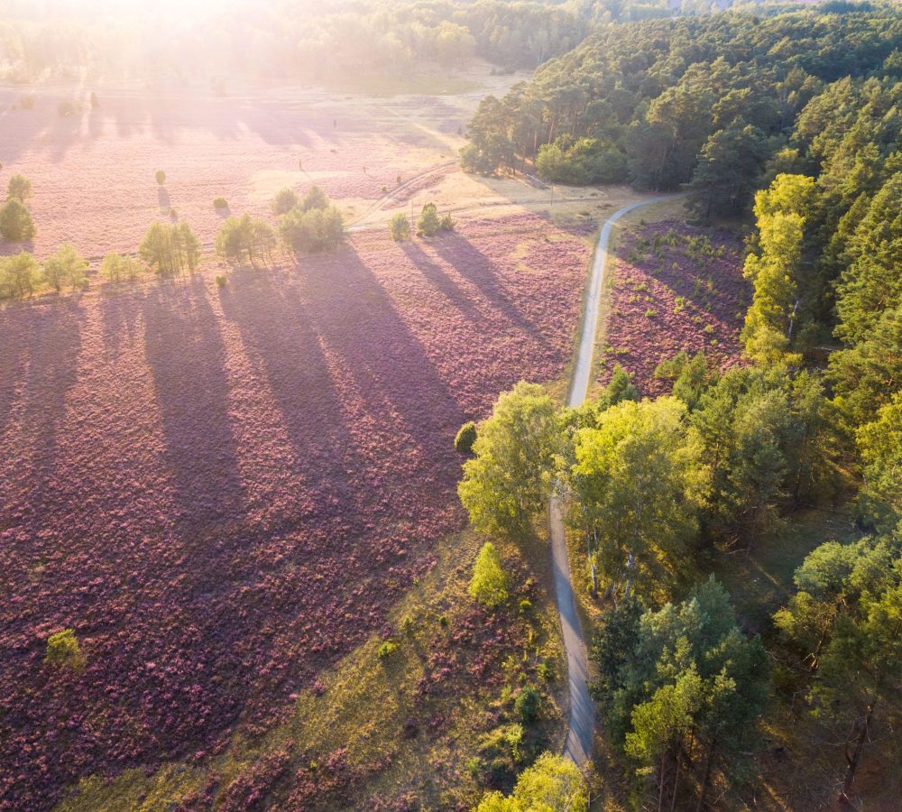 ©Lüneburger Heide